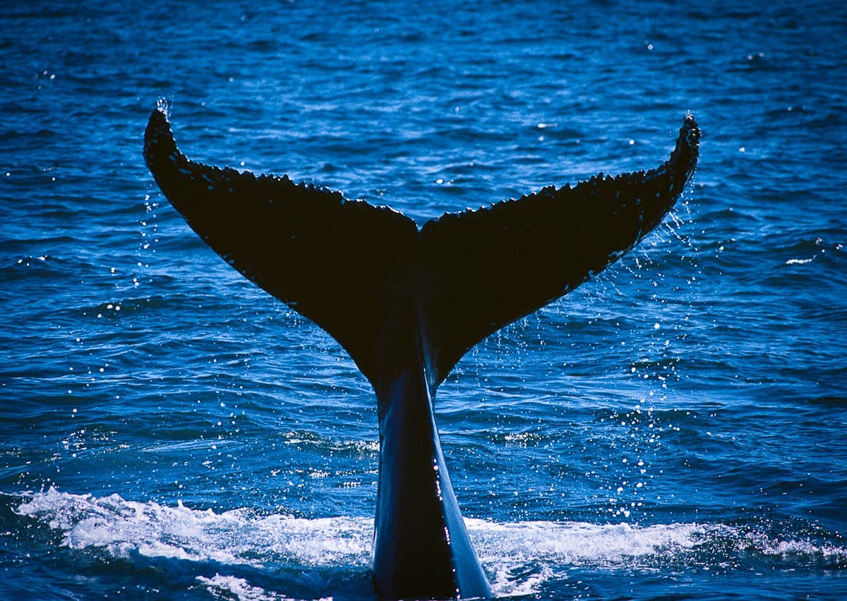 Whale watching
